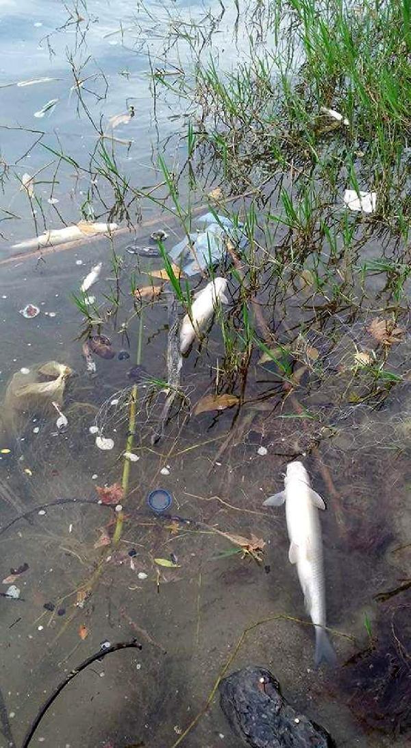 Serik’te balıklar kıyıya vurdu