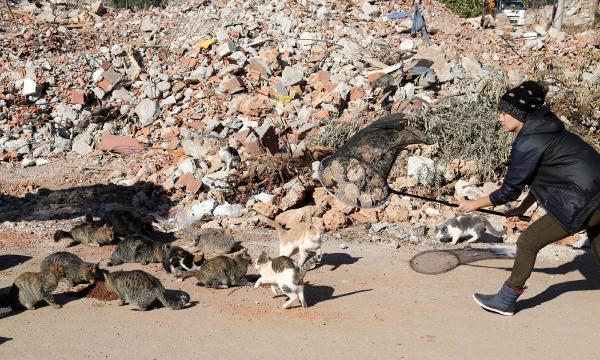 Kentsel dönüşüm yüzlerce kediyi sokakta bıraktı