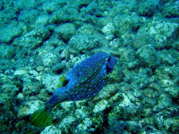 Antalya’da yeni bir tropik balık türü görüldü