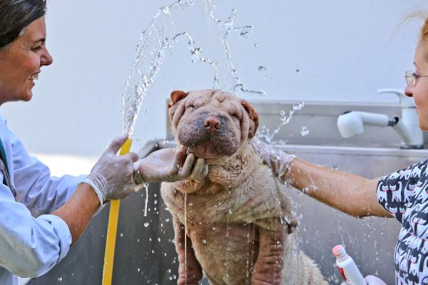 Köpeklere köpüklü banyolu serinlik