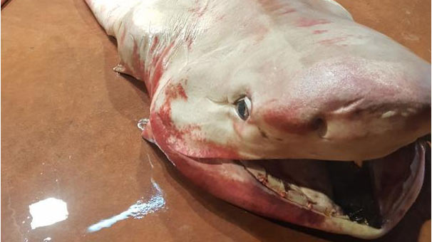 Antalya Körfezi’nde köpekbalığı yakalandı