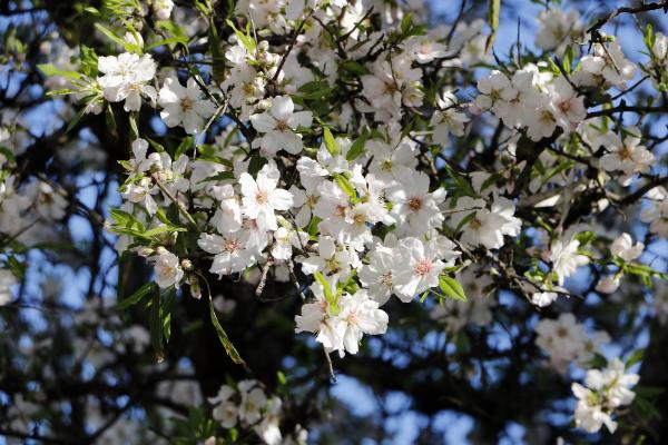 Antalya’da meyve ağaçları çiçek açtı