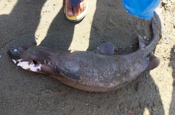 Alanya’da sahilde köpekbalığı ölüsü bulundu