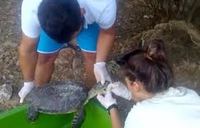 Yaralı Yeşil Deniz Kaplumbağası Tedavi Altına Alındı