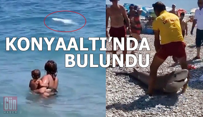 Konyaaltı Sahili’nde köpekbalığı ölüsü kıyıya vur