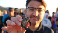 Turistler deniz kaplumbağalarının yuvadan çıkışını izledi