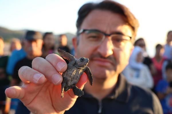 Turistler deniz kaplumbağalarının yuvadan çıkışını izledi